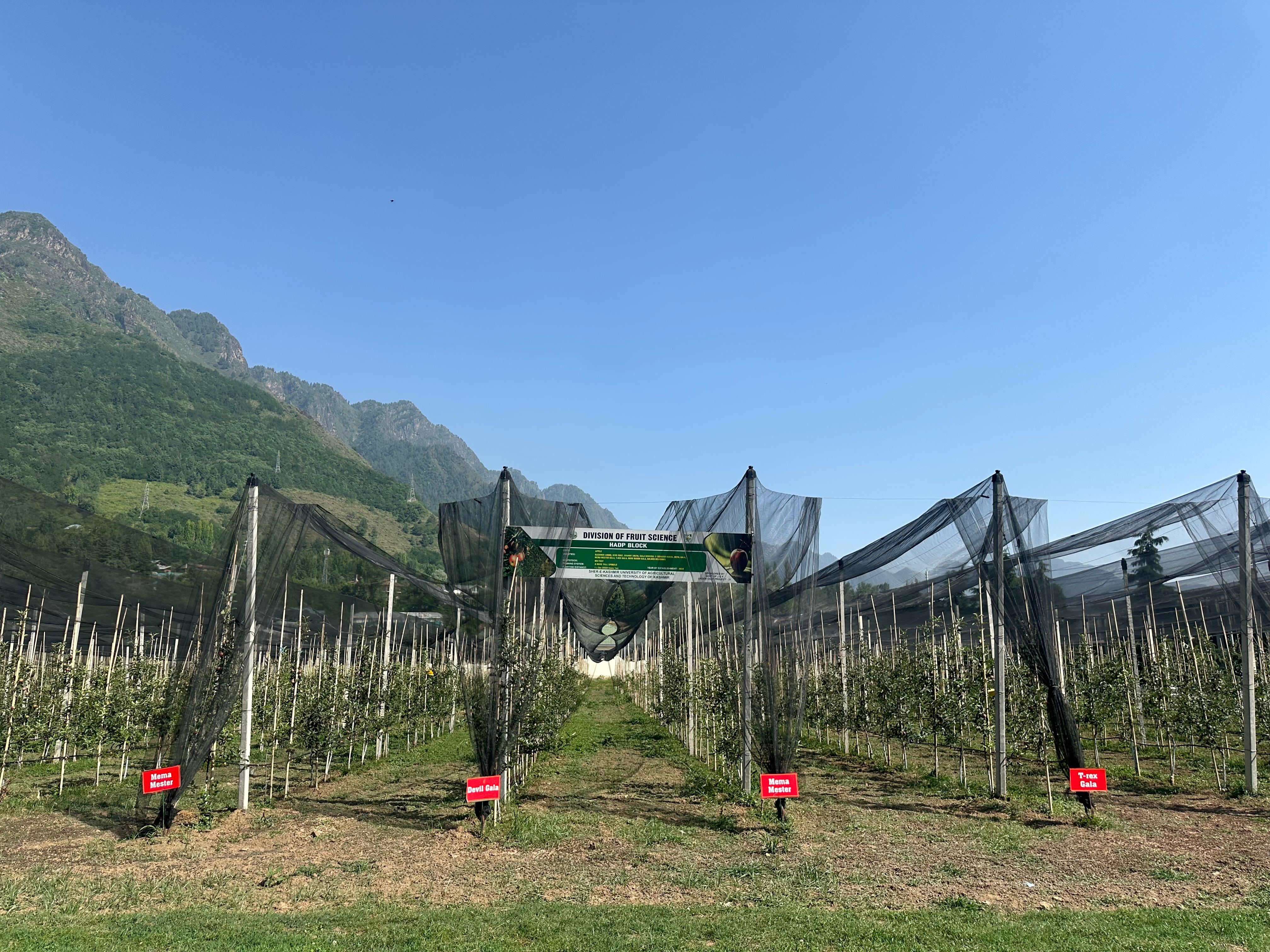 Mother Orchard of Apple at SKUAST-K, Shalimar 